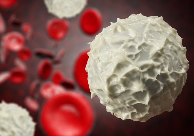 white blood cells
